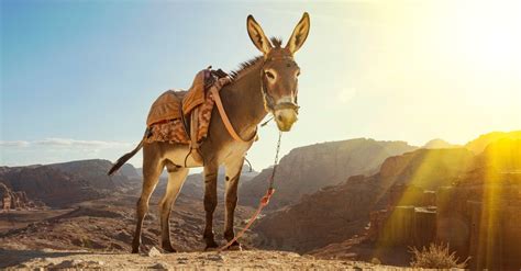  The Rider and the Talking Donkey!: An Ethiopian Folktale Exploring Themes of Greed, Wisdom, and Humility